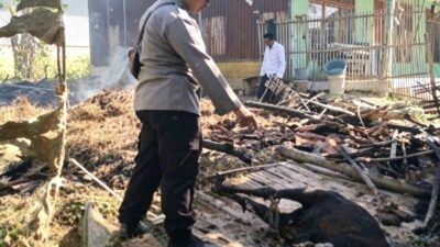 Kandang Sapi di Gunung Eleh Sampang Ludes Terbakar Saat Warga Salat Jumat, Satu Ekor Sapi Limusin Tewas Terpanggang