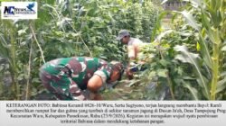 Turun Langsung ke Lahan, Babinsa Koramil Waru Bantu Petani Bersihkan Gulma Jagung di Tampojung Pregi