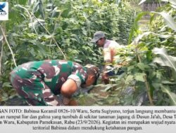 Turun Langsung ke Lahan, Babinsa Koramil Waru Bantu Petani Bersihkan Gulma Jagung di Tampojung Pregi