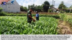 Kawal Petani Dari Tanam Hingga Panen, Babinsa Koramil Proppo Buktikan Komitmen Jaga Ketahanan Pangan