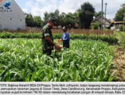 Kawal Petani Dari Tanam Hingga Panen, Babinsa Koramil Proppo Buktikan Komitmen Jaga Ketahanan Pangan