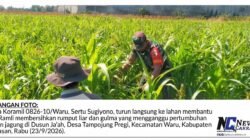 Rawat Tanaman Jagung Petani Hingga Tuntas, Babinsa Waru Tak Segan Turun ke Lahan Kotor 