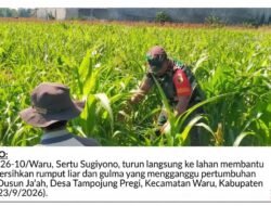 Rawat Tanaman Jagung Petani Hingga Tuntas, Babinsa Waru Tak Segan Turun ke Lahan Kotor 
