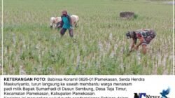 Kawal Ketahanan Pangan Dari Lahan, Babinsa Koramil Kota Pamekasan Turun Langsung Bantu Petani Tanam Padi