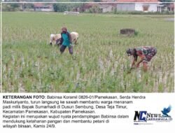 Kawal Ketahanan Pangan Dari Lahan, Babinsa Koramil Kota Pamekasan Turun Langsung Bantu Petani Tanam Padi