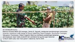 Dorong Produktivitas Petani, Babinsa Koramil Larangan Dampingi Perawatan Tanaman Mentimun di Grujugan