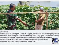 Dorong Produktivitas Petani, Babinsa Koramil Larangan Dampingi Perawatan Tanaman Mentimun di Grujugan