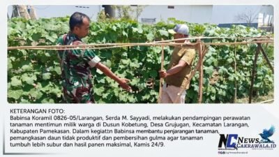 Dorong Produktivitas Petani, Babinsa Koramil Larangan Dampingi Perawatan Tanaman Mentimun di Grujugan