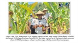 Panen 300 Kg Jagung di Lapas Kuningan, Bukti Nyata Lapas Produktif Topang Ketahanan Pangan Nasional