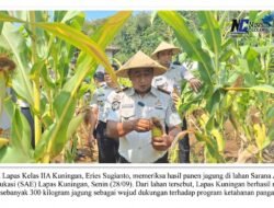 Panen 300 Kg Jagung di Lapas Kuningan, Bukti Nyata Lapas Produktif Topang Ketahanan Pangan Nasional