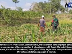 Dukung Ketahanan Pangan, Babinsa Pamekasan Kota Turun Langsung Bantu Petani Rawat Tanaman Jagung