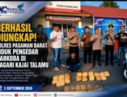 Berhasil, Diungkap! Polres Pasaman Barat Ciduk Pengedar Narkoba di Nagari Kajai Talamu